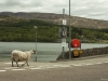 taking the ferry to Fort William