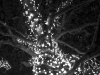 Light_Tree