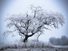 ghost tree chasing winter