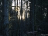Forest dawn
