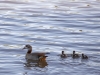 Nilgans