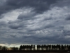 needles in the storms