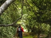 forest walk near Ardgour Inn