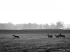 black deers